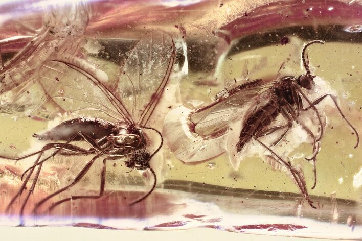 Two Fossil Fungus Gnats (Mycetophilidae) in Baltic Amber #372610